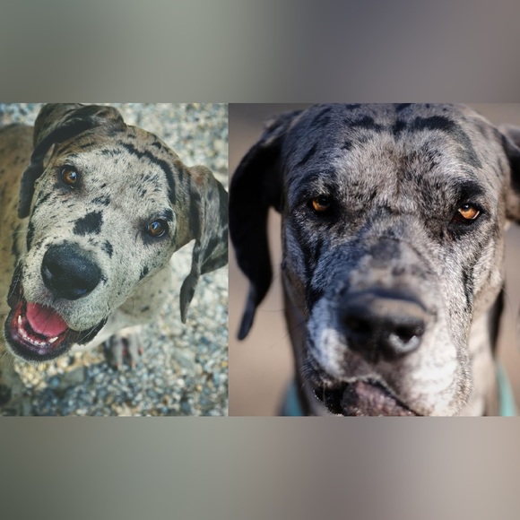 Meet your Posher, Brandy - Picture 1 of 4